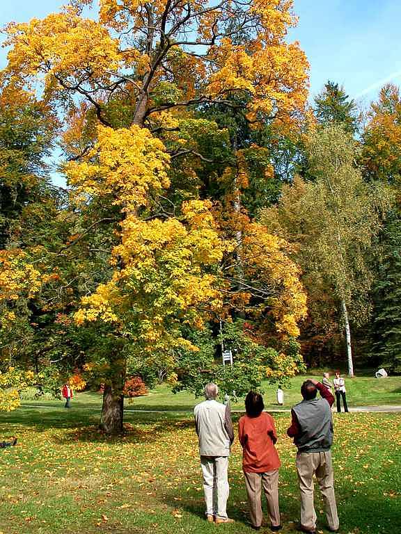 Mariánský podzim - návštěvníci obdivovali barevné mariánskolázeňské parky