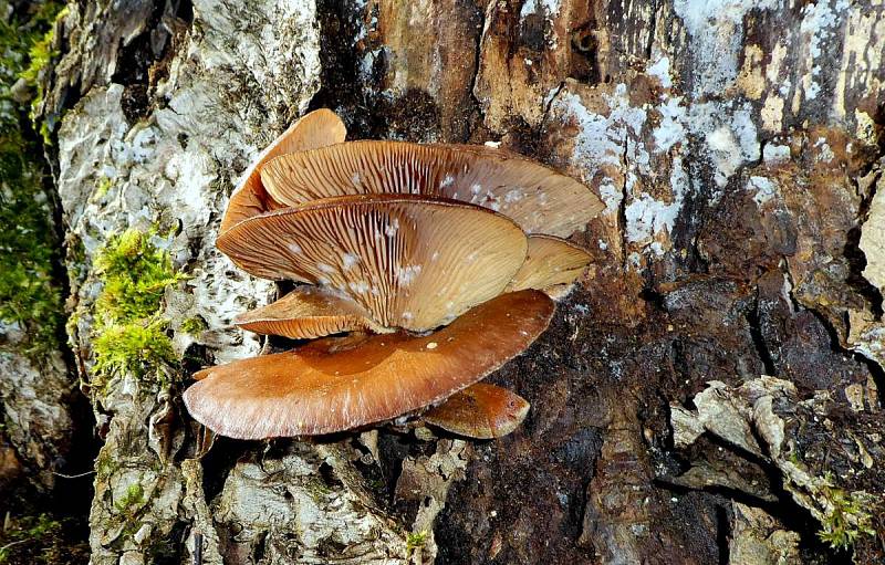 Starší pařezník pozdní (Panellus serotinus) - nejedlý