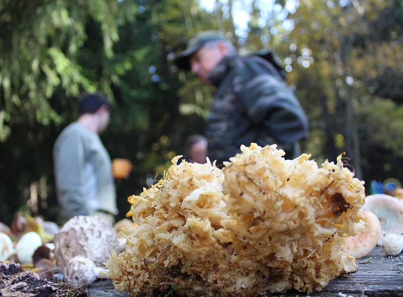 Které houby jsou ještě jedlé a které už není vhodné na podzim sbírat? Nejen to se dozvěděli lidé, kteří se o víkendu zúčastnili symbolického zamykání lesa na Zelené hoře u Chebu.