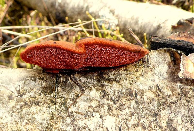 Outkovka rumělková (Pycnoporus cinnabarinus)