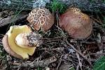 Hřib přívěstkatý - Boletus appendiculatus - chráněný.