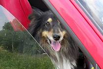 Majitelé psů by si měli uvědomit, že v uzavřeném autě, hrozí zvířatům přehřátí