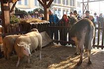 V obležení byly v ranních hodinách i nově vybudované vánoční trhy v Chebu. Na náměstí si desítky lidí mohly prohlédnout i betlém s živými ovečkami a oslem. 