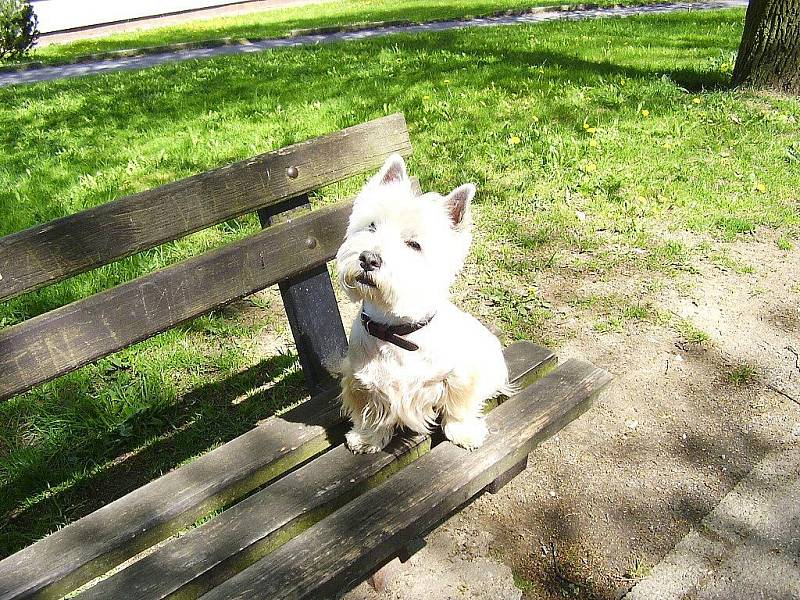 Domácí mazlíček se jmenuje Benik. Jeho rodové jméno je west highland white teriér-westik. Je to vítací pejsek, má rád děti, doma mu říkáme pro jeho stříbrnou srst stříbrńáček.