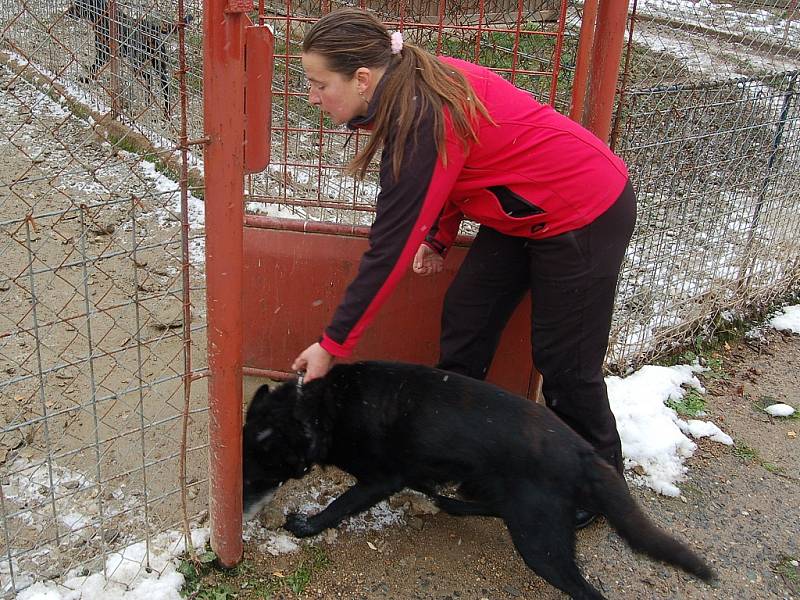 MARIE LOKINGOVÁ vede do kotce notorického útěkáře Cézara. Ten je naštěstí jedním z těch 'lepších'. Najdou se i psi, kteří během noci zdevastují svůj kotec. 