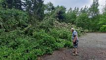 Silný vítr, který se nedávno prohnal i Chebskem, zlomil desítky let starou lípu u bývalé restaurace Myslivna u Chebu.