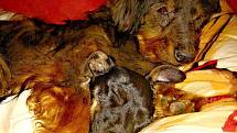 Moji čtyřnozí mazlíčci jsou 13letý voříšek Lakynek a 4 měsíční fenečka Lentilka (jac russel terier).