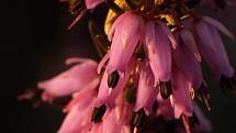Národní přírodní památka Křížky kvete růžově, postaral se o to vřesovec pleťový.