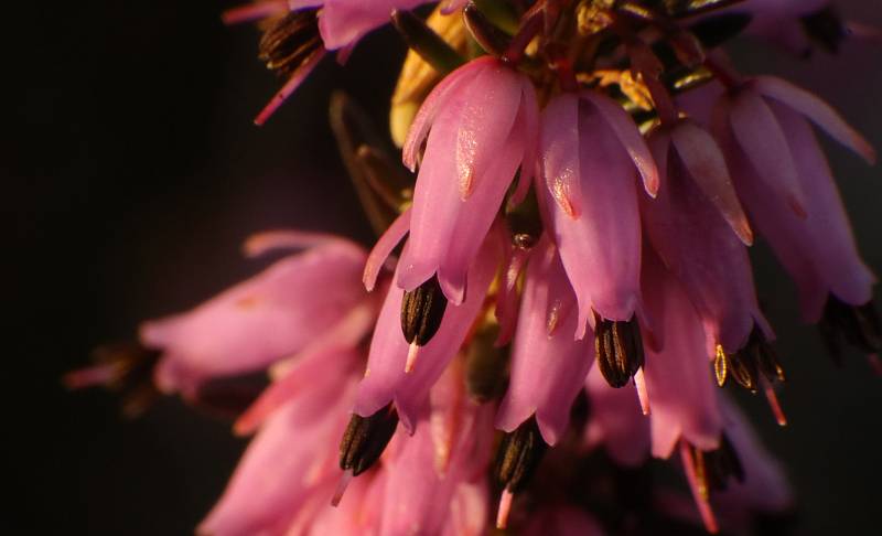 Národní přírodní památka Křížky kvete růžově, postaral se o to vřesovec pleťový.