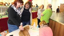 V Karlových Varech se konal 42. a 43. ročník Mezinárodní výstavy koček. K vidění bylo téměř dvě stovky koček mnoha plemen.