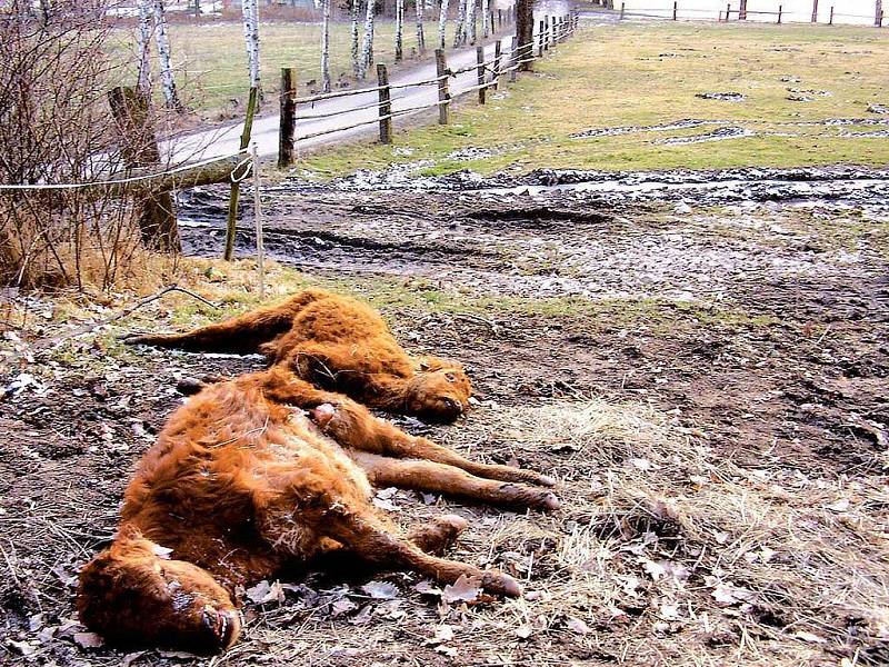 Pohled na uhynulá telata se už asi týden nabízí každému, kdo se vydá po asfaltce z Nové Role směrem na Nejdek městskou částí ´Bouchalka´. Při bližším pohledu si ti otrlejší mohou ověřit, že na starší ze dvou zdechlin už ´hodovaly´ nějaké šelmy.