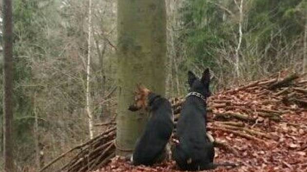 Chtěli se zbavit psů, tak je uvázali ke stromu a odešli