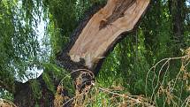 Smuteční vrba v karlovarské části Tuhnice přišla kvůli silnému větru o jednu ze svých větví. Vzhledem k velikosti stromu a rozsahu poškození jí teď hrozí i zánik.