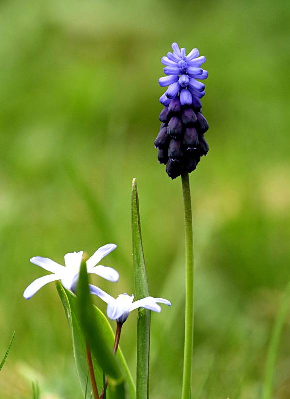 Z Bečovské botanické zahrady