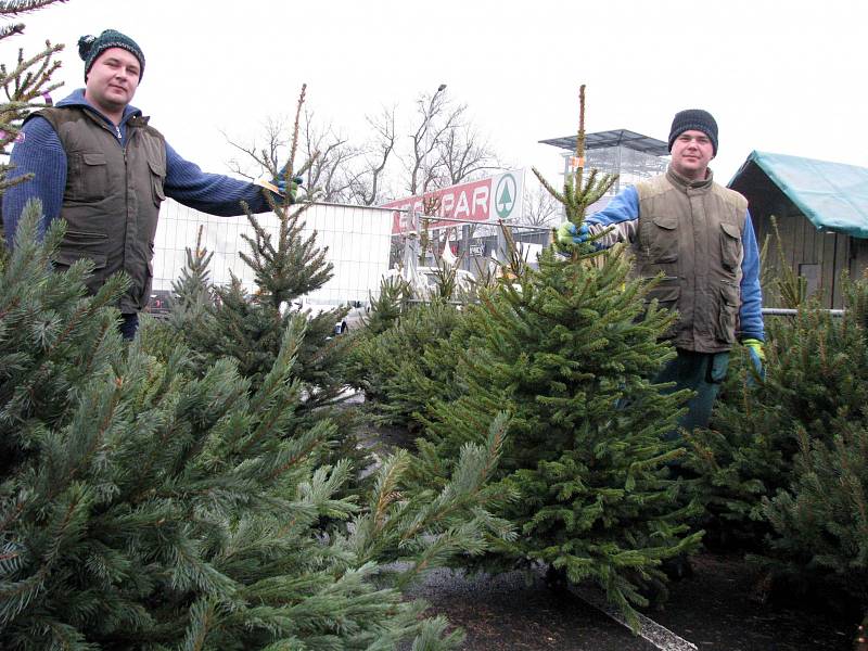 UŽ ŠESTÝ ROK jezdí do Karlových Varů prodávat vánoční stromky dvojice Slováků Janko a Lukáš.