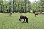 Na farmě Kozodoj v Karlových Varech žije hned několik zvířecích veteránů. Každá zvíře má právo tu dožít.