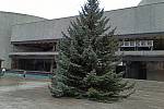 Letošní vánoční strom je stříbrný smrk a pochází z Čechovy ulice.