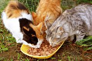 Tisíce divokých koček dostanou kvalitní krmení