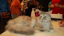 Mezinárodní výstava koček se konala v Lidovém domě.