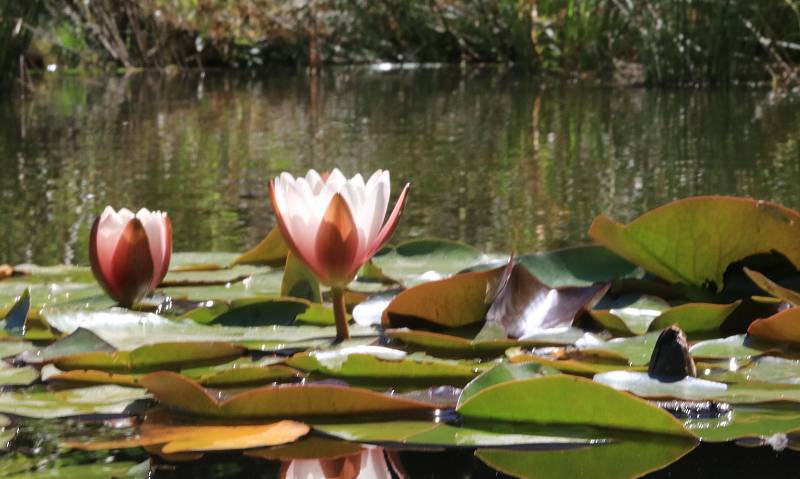 Bečovská botanická zahrada