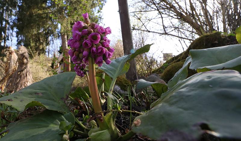 Z Bečovské botanické zahrady.