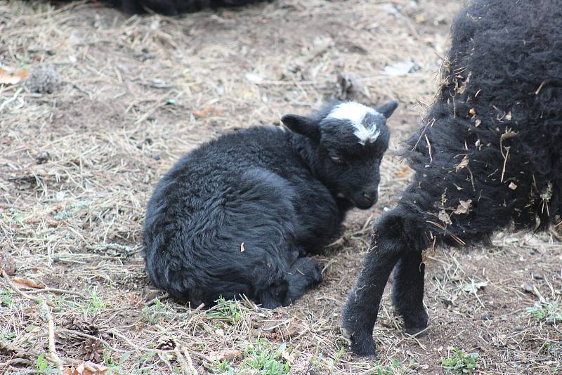 V areálu Dětský ráj Svatošky mají nová jehňata, kůzlata i hříbata. Areál chová plemeno appaloosa.