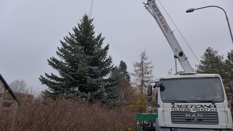 Letošní vánoční strom je stříbrný smrk a pochází z Čechovy ulice.