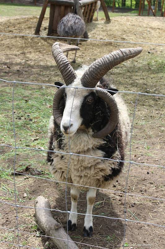 Na farmě Kozodoj v Karlových Varech žije hned několik zvířecích veteránů. Každá zvíře má právo tu dožít.