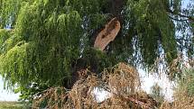 Smuteční vrba v karlovarské části Tuhnice přišla kvůli silnému větru o jednu ze svých větví. Vzhledem k velikosti stromu a rozsahu poškození jí teď hrozí i zánik.