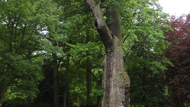 Körnerův dob v Dalovicích.