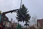 Letošní vánoční strom je stříbrný smrk a pochází z Čechovy ulice.