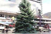 Karlovarský vánoční strom, i když nebudou žádné velkolepé oslavy, bude stát opět před Thermalem.
