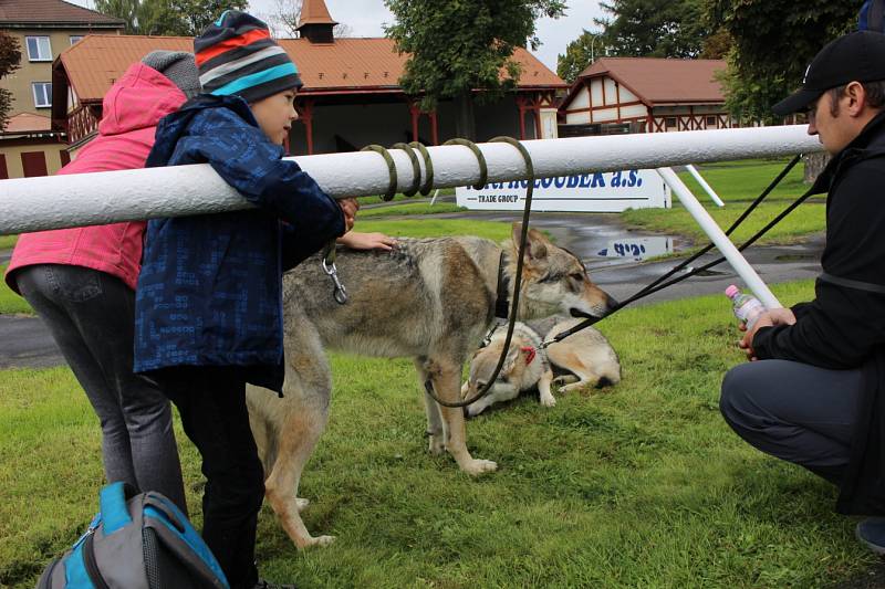 Krajská výstava psů v Karlových Varech.