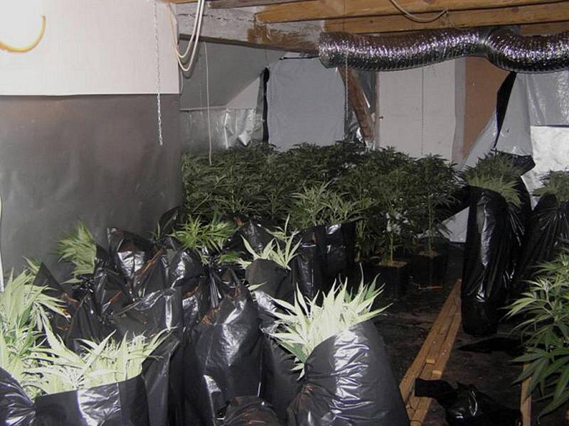 Ve večerních a nočních hodinách proběhla v obci Dlouhá Lomnice policejní akce zaměřena na zadržení pěstitelů marihuany.