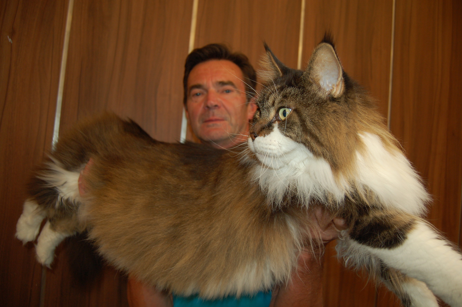 Chovatel Choulík: Doma s námi žije osmnáct koček - Karlovarský deník