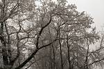 Fotografie zasněžené krajiny a stromů zaslal čtenář Pavel Malý.