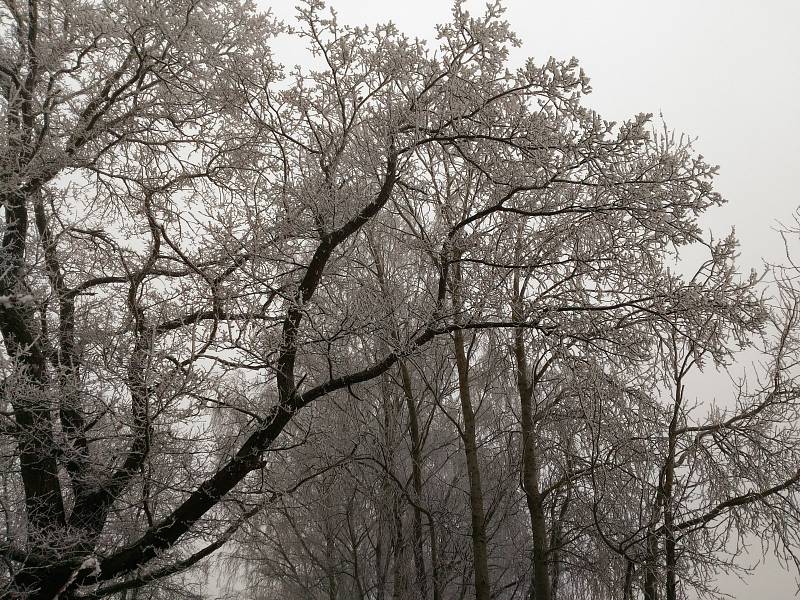 Fotografie zasněžené krajiny a stromů zaslal čtenář Pavel Malý.