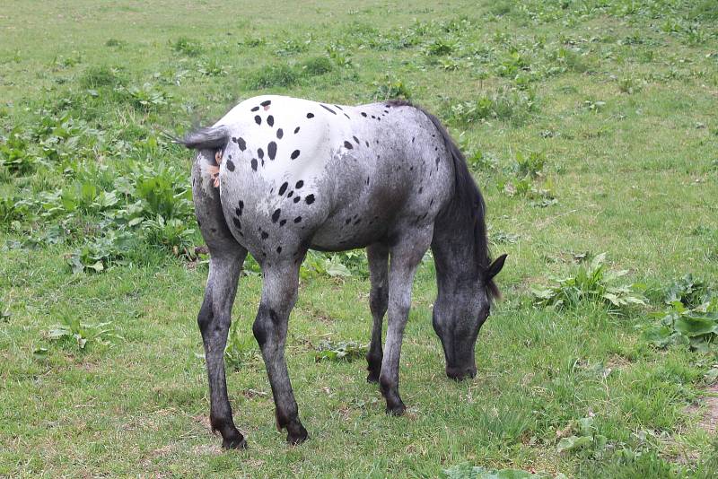 V areálu Dětský ráj Svatošky mají nová jehňata, kůzlata i hříbata. Areál chová plemeno appaloosa.