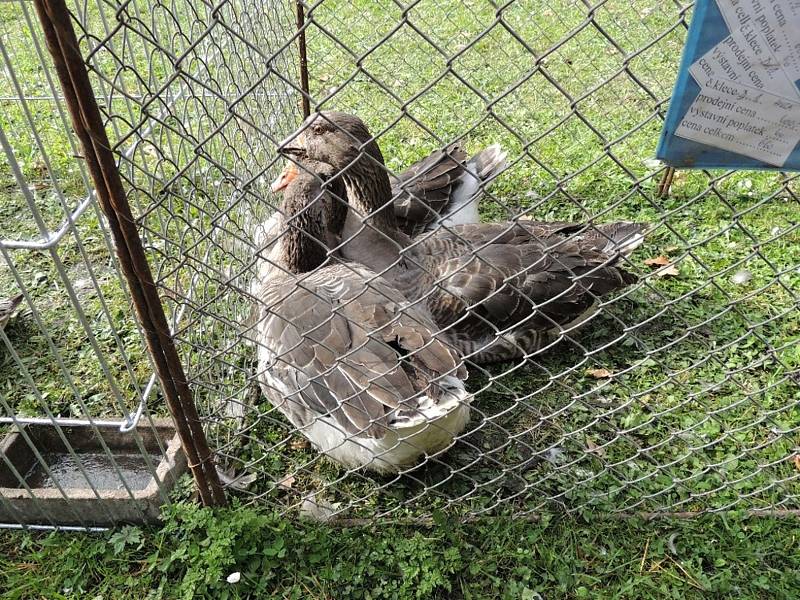 Chovatelská výstava v Kladně-Rozdělově. Tamní základní organizace slaví letos 110 let od založení.