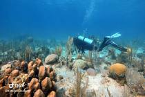 Potápění v moři je součástí studia. Patří k němu ale i třeba průzkum suchozemského bahna.