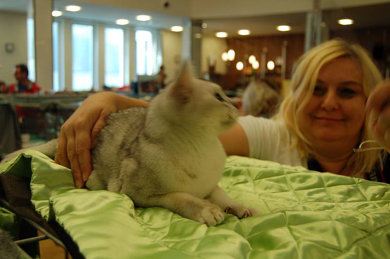 Chovatel Jan Choulík je pořadatelem mezinárodních výstav koček. Ta poslední se konala o víkendu v Lidovém domě. Některá plemena tady byla opravdu raritní a velmi vzácná.