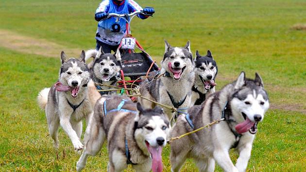 Siberian Husky víkend 2017, který pořádá Siberian husky klub a Klub českého horského psa odstartuje v pátek 28. dubna.