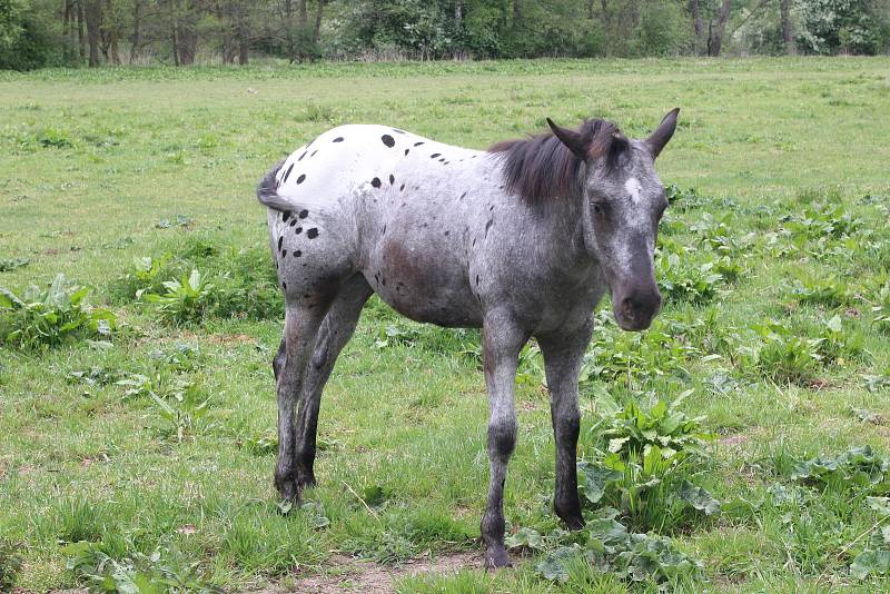 V areálu Dětský ráj Svatošky mají nová jehňata, kůzlata i hříbata. Areál chová plemeno appaloosa.