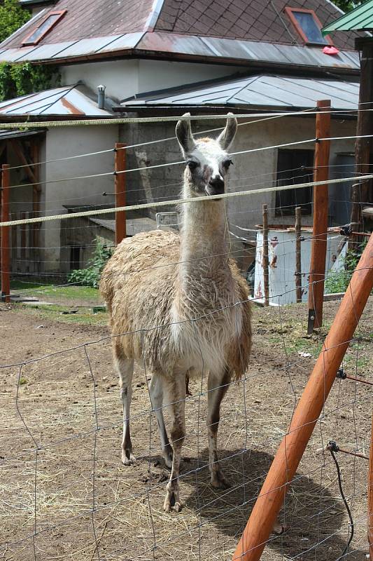 Na farmě Kozodoj v Karlových Varech žije hned několik zvířecích veteránů. Každá zvíře má právo tu dožít.