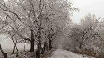 Fotografie zasněžené krajiny a stromů zaslal čtenář Pavel Malý.