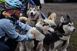 Abertamské závody psích spřežení na kárách