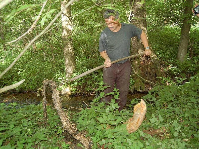 V lesích nedaleko od Ostrova na Karlovarsku nalezl náhodný chodec se psem těla minimálně tří mrtvých hadů, s nějvětší pravděpodobností krajt. Jedna z nich měřila více než čtyři metry. 