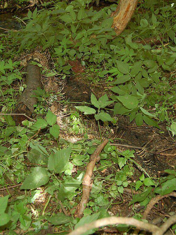 V lesích nedaleko od Ostrova na Karlovarsku nalezl náhodný chodec se psem těla minimálně tří mrtvých hadů, s nějvětší pravděpodobností krajt. Jedna z nich měřila více než čtyři metry. 