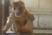 Známý starorolský opičák Johnatan alias Johny.