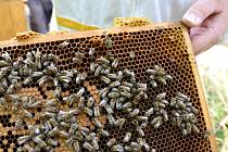 Chodov podpoří včelaře, jejichž med si odváží i návštěvníci města.